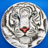 Piatto tigre bianca delle nevi